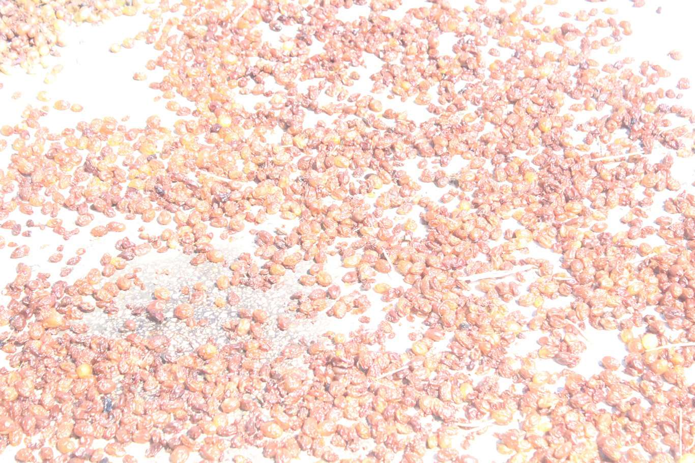 Üzümün pekmez ve pestil olma yolculuğu başladı